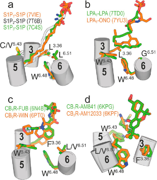 Cryo-EM structures of active S1P1, S1P2, or S1P3 bound to S1P (a); active LPA1 bound to LPA and ONO-0740556 (ONO) (b); active CB1R bound to MDMB-Fubinaca (FUB) (c) and AM841 (d); and active CB2R bound to WIN 55,212–2 (WIN) (c) and AM12033 (d). The branched dimethyl groups of AM841 and AM12033 are shown as spheres. Only key side chains at positions 3.36, 5.43, 6.48, and 6.51 are shown.