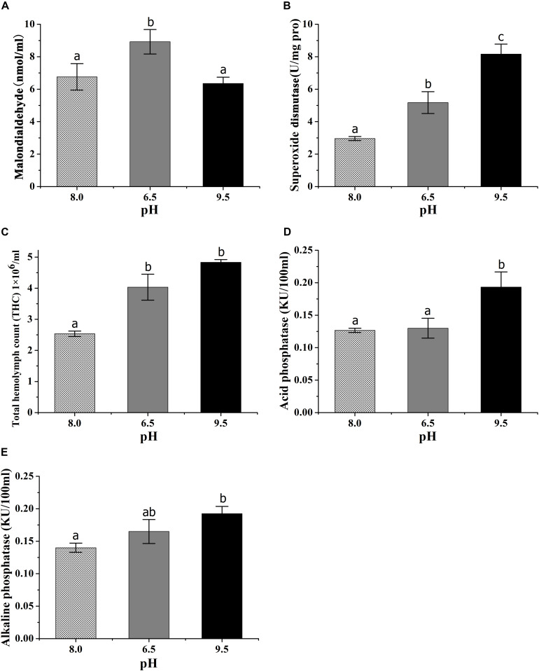 Effects of acidic and alkaline stress on the content of malondialdehyde (A), the activities of superoxide dismutase (B), total hemocyte counts (C), acid phosphatase (D), and alkaline phosphatase (E) of E. sinensis. The results were presented as mean ± SE and different lowercase letters above each column mean significant differences by Duncan’s test (P < 0.05).
