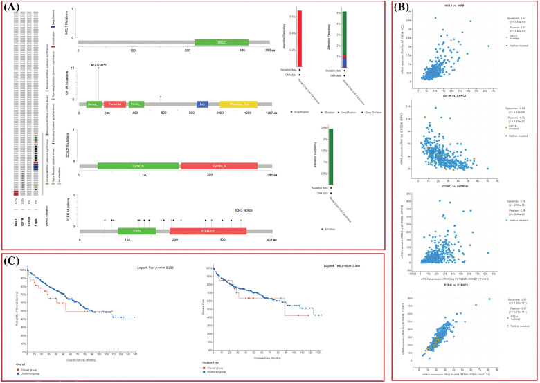 Exploration of genetic alteration frequencies, mutational hotspots, OS, DFS, and co-expressed gene analyses of MCL1, IGF1R, CCND1, and PTEN in KIRC samples via cBioPortal. (A) Types, frequencies, and location of the genetic alterations in MCL1, IGF1R, CCND1, and PTEN, (B) identification of co-expressed genes with TYROBP, PTPRC, LCP2, and ITGB2 in KIRC samples, and (C) OS and DFS analysis of MCL1, IGF1R, CCND1, and PTEN in genetically altered and unaltered KIRC groups.
