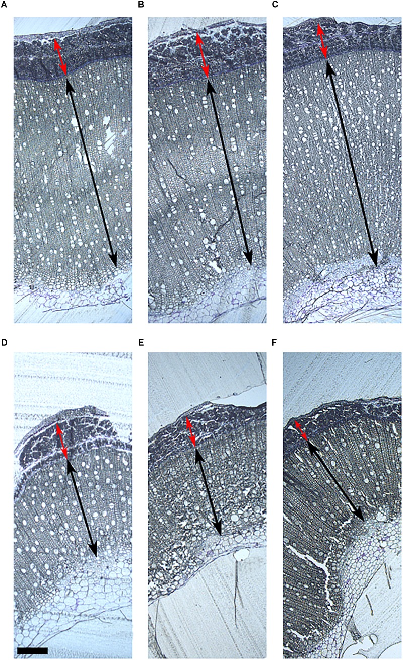 Stem morphology of six contrasting hemp accessions. (A) CRA412, (B) FNPC243, (C) WU101, (D) CRA410, (E) CRA416, and (F) CRA420. Red arrows indicate the bast fiber, black arrows indicate the woody hemp core and scale bars are equivalent to 1000 μm.