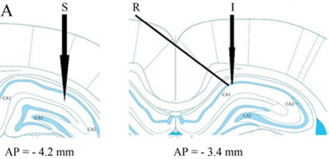 A schematic representation of the Schaffer collateral pathway (left) and CA1 (right) adapted from Paxinos and Watson, showing the site of the stimulating electrode (S) in the Schaffer collateral pathway and recording electrode (R) and injection needle (I) in CA1 region