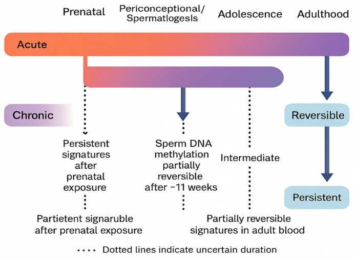 Reversibility and persistence of cannabinoid-related epigenetic changes across developmental windows.