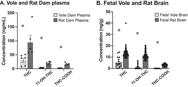 Direct comparison of THC concentration in adult (A) and fetal (B) rats and voles. (a) Plasma THC, 11‐OH‐THC, and THC‐COOH concentrations were all significantly higher in rat dams (dark gray) than in vole dams (light gray). (b) Brain THC, 11‐OH‐THC, and THC‐COOH concentrations were all significantly higher in rat fetal brains (dark gray) than in vole fetal brains (light gray). The asterisk (*) indicates that the value is significantly different between species.