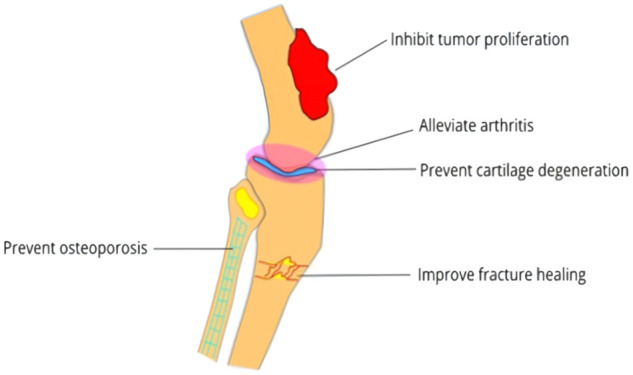 The potential therapeutic effects of cannabinoids in bone diseases.