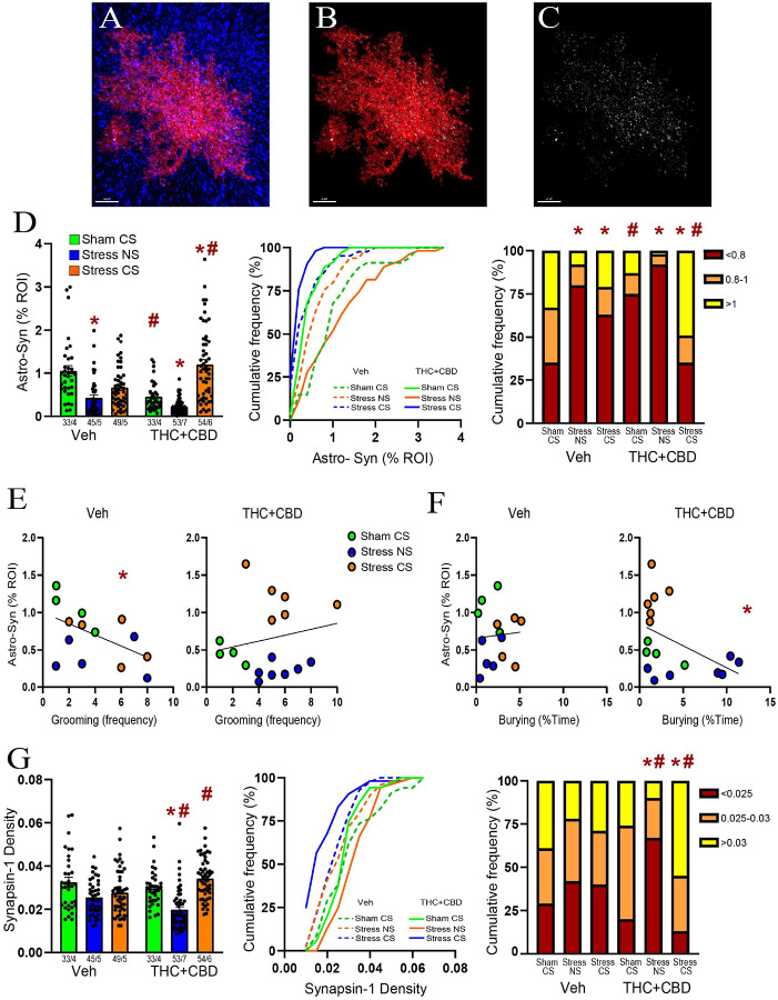THC+CBD use reduced the astroglial coverage of synapses in NAcore but potentiated the synaptic insulation by astrocytes after the stress-CS exposure in males.A) Representative confocal image of an astrocyte (red) surrounded by the presynaptic marker Synapsin-I (blue). B) Digital rendering of the astrocyte in A. C) Puncta showing co-labeling between astrocyte and Synapsin-I. D) Left panel: Withdrawal from THC+CBD constitutively reduced astrocyte-Synapsin-I proximity, while re-exposure to the stress-CS strongly increased the colocalization between astrocytes and Synapsin-I (Kruskal-Wallis=95.97, p<0.0001). Middle panel: Cumulative frequency distribution of the astrocyte-Synapsin-I colocalization. Right panel: Stress-CS exposure did not fully restore the synaptic insulation by astroglia in vehicle-trained rats (X2(2) =16, p=0.0003 versus Sham-CS). See table S1 for complete analysis. E) The negative correlation between the astrocyte-Synapsin-I colocalization and grooming frequency in vehicle-trained rats (Spearman r=−0.476, p=0.0435) disappeared following THC+CBD use. F) Negative correlation between the astrocyte-Synapsin-I colocalization and time spent burying in THC+CBD-trained rats (Pearson r=−0.444, p=0.0369), not in vehicle-trained rats. G) Left panel: Acute stress and THC+CBD withdrawal reduced, while re-exposure to the stress-CS elevated Synapsin-I density (Kruskal-Wallis=62.39, p<0.0001). Middle panel: Cumulative frequency distribution of the Synapsin-I density. Right panel: Astrocytes surrounded by higher Synapsin-I density represented a larger population in the Stress-CS THC+CBD (X2(2) =17.5, p=0.0002 versus Sham-CS THC+CBD). Data are shown as mean ± SEM. Each dot in bar represents an astrocyte. * p< 0.05 compared to Sham-CS within each drug group using a Dunn or Chi-square post hoc; # p< 0.05 comparing THC+CBD to vehicle within each stress/sham group.