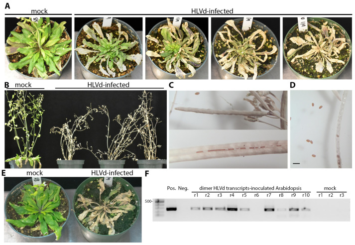 Die-back and tissue collapse of A. thaliana (Col-0) upon inoculation with HLVd at two different growth stages. (A) Plants inoculated at the growth stage 1.10 of were imaged between 14 and 19 dpi. (B) HLVd-infected A. thaliana (Col-0) inoculated at the growth stage 1.14 and photographed at 21 dpi. (C) Closed (upper) and opened (lower) siliques harvested from infected plants in panel B after dieback showing seeds production appears normal. (D) A. thaliana (Col-0) seeds collected from HLVd-infected plants. Scale bar equals 2 mm. (E) Plants inoculated with infectious HLVd transcripts also produced die-back disease between 14 and 19 dpi. (F) Gel image on right shows RT-PCR products from ten plants inoculated with infectious transcripts with nine testing positive for infection. The size marker is the same as in Figure 6 and the 500 bp band is identified on the left side. Plasmid DNA was used for PCR amplification of HLVd coding sequences (Pos.) and nanopure water was used for RT-PCR negative control (Neg).