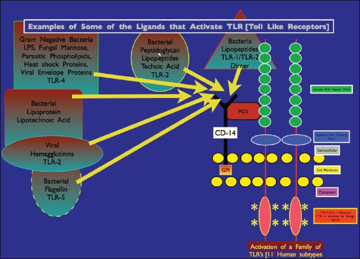 Illustration of various microorganism-related molecular ligands that can interact with specific TLRs leading to intracellular activation of defensive cell signaling mechanisms