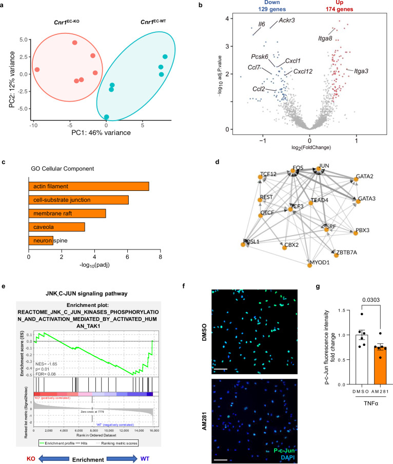 Transcriptomic profile of aortic endothelial Cnr1 signaling.a–e Aortic ECs (sorted as CD45-CD107alowCD31high) were isolated from female Cnr1EC-WT and Cnr1EC-KO mouse aortas (n = 6) after 4 weeks of WD for RNA sequencing. a Principal component analysis (PCA) of aortic ECs from female Cnr1EC-WT and Cnr1EC-KO mice. b Volcano plot showing differentially expressed genes (DEGs) with 174 significantly up- and 129 down-regulated genes (FDR 1%) in female Cnr1EC-WT and Cnr1EC-KO mice. Statistical significance was assessed using a two-sided Wald test, and P values were adjusted for multiple testing using the Benjamini–Hochberg FDR method. Genes with FDR < 0.10 were considered significant. c GO enrichment analysis was performed using clusterProfiler based on DEGs identified by DESeq2. Enrichment was assessed using a one-sided hypergeometric test, and P values were adjusted for multiple comparisons using the Benjamini–Hochberg FDR method. d Prediction of the top 15 transcription factor (TF) -co-regulatory networks modulated by endothelial Cnr1 deficiency using CHEA3. e Pathway enrichment (GSEA) with normalized enrichment score (NES) and FDR q-value. P values were adjusted for multiple testing using the Benjamini–Hochberg FDR method, and pathways with NES <−1 or > 1 and FDR q-value < 0.15 were considered significant. f Phospho-c-Jun immunostaining (green) of HAoECs from female donors pretreated with vehicle or 1 μM AM281 for 5 min prior to 30 min TNFα stimulation. Nuclei were stained with DAPI (blue); scale bar, 20 μm. g Quantification of f (n = 6). Data are shown as mean ± s.e.m. and a two-tailed Mann-Whitney U test was applied. Each data point represents one individual mouse or human sample (biological replicate), collected in at least 2 independent experiments.