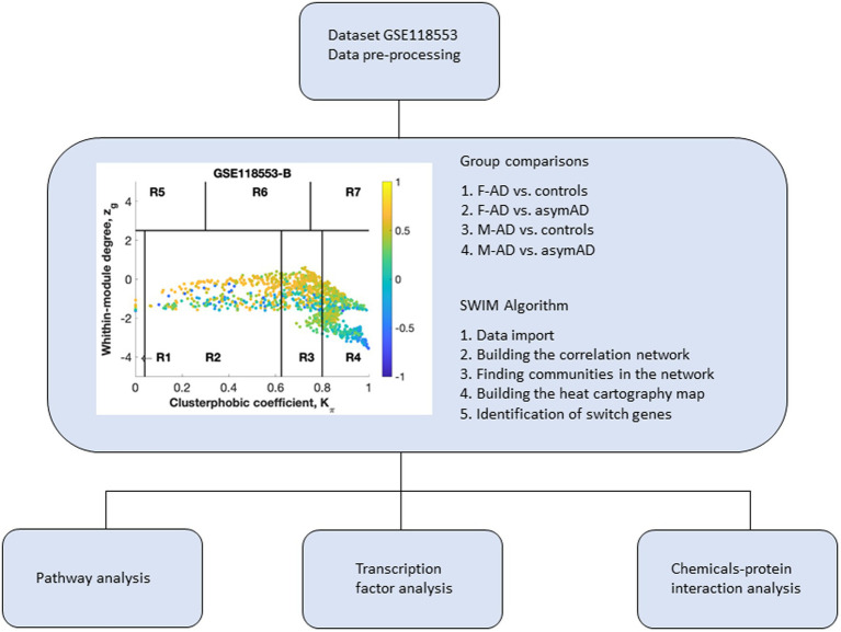 Overall study design. Dataset 118,553 containing transcriptomic data from the entorhinal cortex of Alzheimer’s disease (AD) individuals was imported into SWIM software for co-expression network analysis. Samples from symptomatic and asymptomatic AD individuals were stratified by sex and analyzed separately. Switch genes identified in males and females were analyzed further for pathway analysis, transcription factors, and chemical interactions. The switch genes are denoted by the blue nodes falling in the region R4. F-AD, females with AD; F-asymAD, asymptomatic AD females; M-AD, males with AD; M-asymAD, asymptomatic AD males.