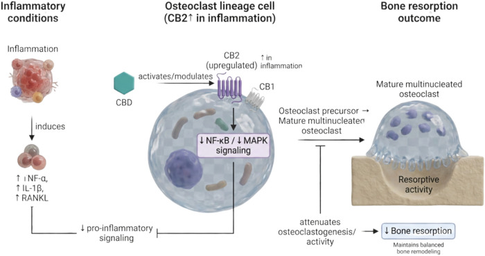 Proposed mechanisms underlying the modulatory effects of cannabidiol (CBD) on bone resorption. Cannabidiol may influence bone remodeling by modulating osteoclast (OC) differentiation and activity through interaction with the endocannabinoid system. Both cannabinoid receptors CB1 and CB2 are expressed in osteoclast lineage cells, and CB2 expression is markedly upregulated under inflammatory conditions, suggesting an active role in the regulation of osteoclastogenesis and bone turnover. Multinucleated, mature osteoclasts exhibit enhanced resorptive capacity; however, CBD is proposed to attenuate excessive osteoclastic activity by reducing pro-inflammatory signaling cascades and cytokine production, including tumor necrosis factor-α (TNF-α), interleukin-1β (IL-1β), and receptor activator of nuclear factor κB ligand (RANKL). Through CB2 receptor activation and downstream signaling modulation, CBD may exert anti-inflammatory and homeostatic effects, dampening nuclear factor κB (NF-κB) and mitogen-activated protein kinase (MAPK) pathways while promoting osteoprotective mediators. Collectively, these actions may contribute to a reduction in inflammation-driven bone resorption and to the maintenance of balanced bone remodeling. Created in BioRender. de Avila, E. (2026) https://BioRender.com/11yguh7. License: IA29EDLMOS.