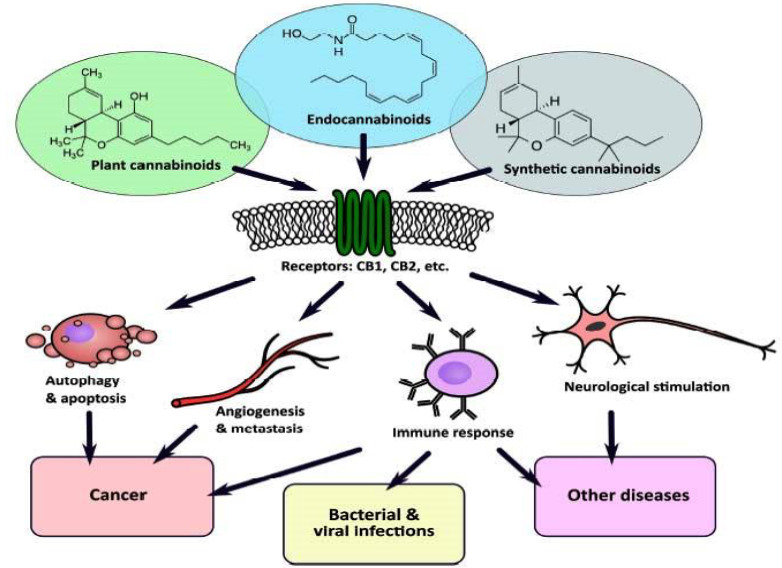 The involvement of the endocannabinoid system in various modulating processes makes it a promising target in the treatment of several disorders including viral infections (Sledzinski et al., 2021).
