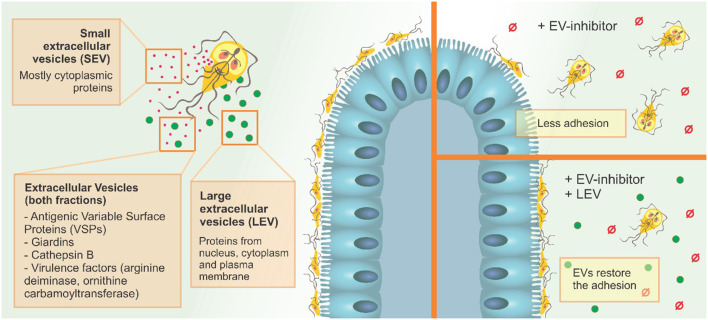 G. intestinalis EV sub-populations have different protein content, and differentially restore adhesion of trophozoites following EV-inhibitor treatment.