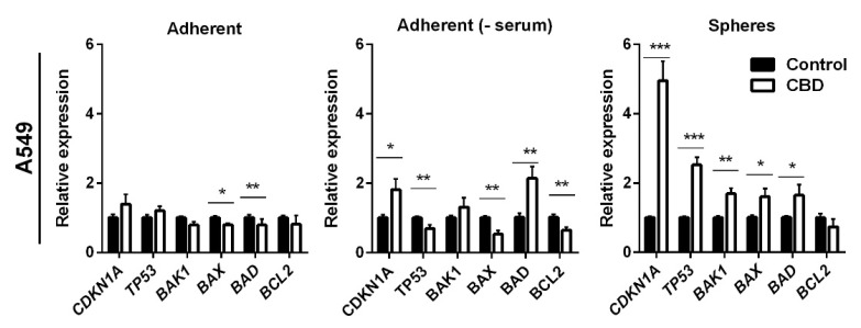 CBD induces changes in the expression of apoptotic genes. Adherent cells in the presence and absence of serum or as spheres were incubated with 10 µM CBD for 24 h. The expression levels of selected anti- and pro-apoptotic genes (BAD, BCL2, BAX, BAK1), as well as TP53 (p53) and CDKN1A (p21), were analyzed and normalized to the housekeeping genes HPRT1 and GAPDH and compared to control cells, whose expression level was set to 1. The results are shown as the mean ± SD (n = 3). * p < 0.05; ** p < 0.01; *** p < 0.001 as determined by t test.