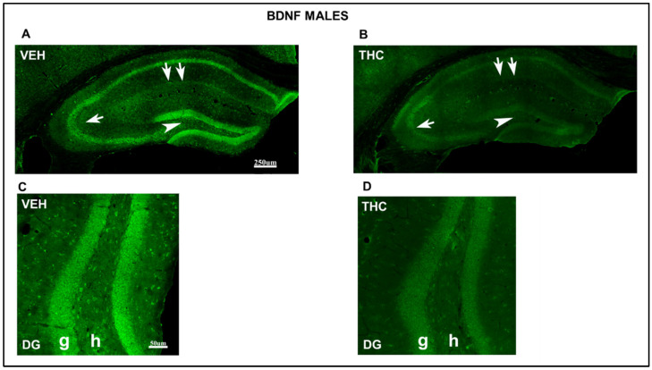 Confocal images indicating altered immunolabeling of BDNF in THC male pups. Confocal photomicrograph collages showing BDNF-ir (green labeling; A–D) in the HIPP of VEH (A,C) and THC (B,D) pups at PND60. Details of BDNF-in cells in the DG (C,D). Note the decrease in the number and immunostaining of BDNF-ir cells in the hilus and granular layer of DG (arrowhead in A,B), the pyramidal layer of CA1 (double arrow in A,B), and CA3 (arrow in A,B) in the lacunosum-moleculare layer in THC male pups compared to that in VEH mice. The results show a decrease in plasticity and cell survival in THC compared to VEH male pups. DG: dentate gyrus; h: hilus; g: granular layer—same scale for (A,B) and (C,D).
