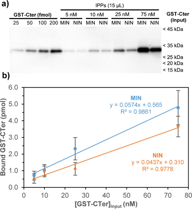 Immunoprecipitation and quantitative binding analysis of GST-CTer using MIN and NIN nanoparticles. a Immunoreactive signals detected by Western blot. Recombinant GST-CTer was loaded at increasing amounts (25–200 fmol) (lanes 1–4) in parallel with 15 µL of IPP samples following binding experiments with input protein concentrations ranging from 5 to 75 nM, incubated with MIN or NIN nanoparticles (lanes 5–12). b Quantification of bound GST-CTer (pmoles) measured as a function of initial input protein used for incubation with MIN or NIN. Results depict mean ± SD of n = 3 independent experiments
