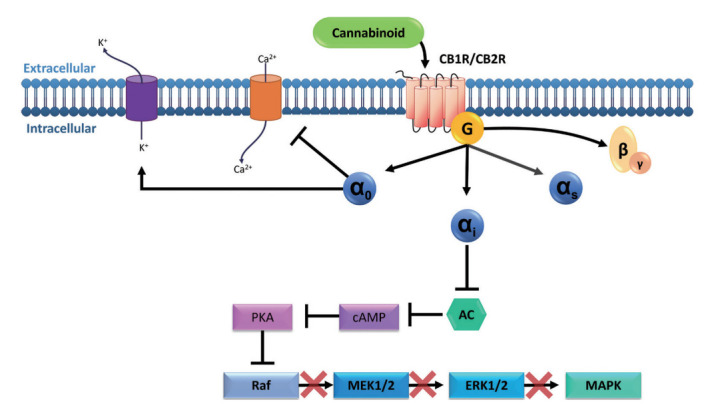 The canonical signaling pathway of cannabinoid receptors (CBRs). Here we display a largely simplified example of the main signaling pathways initiated by the binding of a cannabinoid agonist to a CBR, either CB1R or CB2R. The canonical binding pathway involves the coupling of Gi/0 proteins. The α subunits will display different actions, as α0 will lead to inactivation of Ca2+ voltage related channels and K+ channels. Activation; αi will lead to inhibition of adenylate cyclase (AC) and 3’,5’-cyclic adenosine monophosphate (cAMP) formation, this will inhibit the MEK/ERK/MAPK cascade, resulting in the cellular survival/death decision. In some instances, CBRs might couple to Gs proteins and, therefore, αs will stimulate cAMP [6,23,35-38]. PKA, protein kinase A; MEK, mitogen-activated protein kinase kinase; ERK, extracellular signal-regulated kinase; MAPK, mitogen-activated protein kinase.