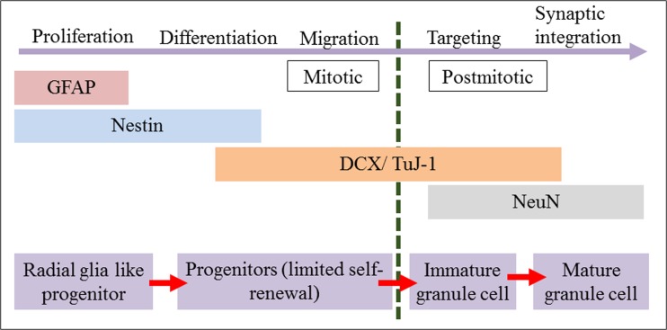 Illustrated mechanism of neurogenesis (DCX, doublecortin; TuJ-1, class III β-tubulin; GFAP, glial fibrillary acidic protein). The figure showed the stages of adult neurogenesis in the dentate gyrus and the expression pattern of the specific markers. (Source: von Bohlen und Halbach 2007).