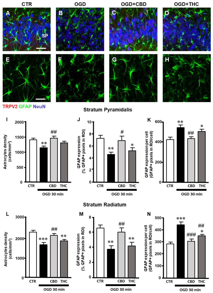 (A–D) Representative confocal images of immunostaining of TRPV2 channels (TRPV2, red), astrocytes (GFAP, green), and neurons (NeuN, blue) in CA1 SP and SR of CTR (A), OGD (B), OGD + CBD (C), and OGD + THC (D) slices. Images are z-projections of 10 confocal z-scans captured with a 40× objective (total thickness: 6 µm). Scale bar: 40 µm. (A–D) No colocalization of TRPV2 channel with astrocytes is present in the four experimental groups. (E–H) Enlargements of confocal images in panels (A–D) of astrocytes’ immunostaining (GFAP, green). In OGD slices (F), astrocytes changed their morphology, becoming clasmatodendrotic, with shorter, thicker, and twisted branches compared to astrocytes from control slices (E). Treatment with CBD prevented the clasmatodendrotic modifications of astrocytes (G), while THC had no significant effect (H). (I) Quantitative analyses of astrocytes’ density in CA1 SP of CTR (n = 11), OGD (n = 11), OGD + CBD (n = 12), and OGD + THC slices (n = 10). Statistical analysis: one-way ANOVA p < 0.01; Newman–Keuls post hoc test ** p < 0.01 vs. CTR, ## p < 0.01 vs. OGD. (J) Quantitative analyses of GFAP expression in CA1 SP of CTR (n = 11), OGD (n = 10), OGD + CBD (n = 10), and OGD + THC slices (n = 10). Statistical analysis: one-way ANOVA p < 0.01; Newman–Keuls post hoc test ** p < 0.01 and * p < 0.05 vs. CTR, # p < 0.05 vs. OGD. (K) Quantitative analyses of GFAP expression per cell in CA1 SP of CTR (n = 10), OGD (n = 11), OGD + CBD (n = 11), and OGD + THC slices (n = 9). Statistical analysis: one-way ANOVA p < 0.01; Newman–Keuls post hoc test ** p < 0.01 and * p < 0.05 vs. CTR, ## p < 0.01 vs. OGD. (L) Quantitative analyses of astrocytes’ density in CA1 SR of CTR (n = 10), OGD (n = 12), OGD + CBD (n = 9), and OGD + THC slices (n = 9). Statistical analysis: one-way ANOVA p = 0.0001; Newman–Keuls post hoc test *** p < 0.001 and ** p < 0.01 vs. CTR, ## p < 0.01 vs. OGD. (M) Quantitative analyses of GFAP expression in CA1 SR of CTR (n = 11), OGD (n = 9), OGD + CBD (n = 10), and OGD + THC slices (n = 10). Statistical analysis: one-way ANOVA p < 0.001; Newman–Keuls post hoc test ** p < 0.01 vs. CTR, ## p < 0.01 vs. OGD. (N) Quantitative analyses of GFAP expression per cell in CA1 SR of CTR (n = 11), OGD (n = 9), OGD + CBD (n = 9), and OGD + THC slices (n = 9). Statistical analysis: one-way ANOVA p < 0.0001; Newman–Keuls post hoc test *** p < 0.001 and * p < 0.05 vs. CTR, ### p < 0.001 and ## p < 0.01 vs. OGD.