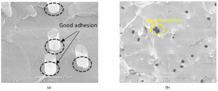 SEM cross-sections of a PLA/rCF composite filament illustrating the two critical microstructural factors governing mechanical performance. (a) Desired state: evidence of good fiber–matrix adhesion, which is essential for effective stress transfer from the polymer to the stiff fibers. (b) Common defect state: fiber agglomeration (clumping). The technical conclusion is that composite strength is dictated by this micro-scale quality; agglomerations (b) act as stress concentrators and weak points, undermining the reinforcing potential of well-bonded fibers (a) [152].