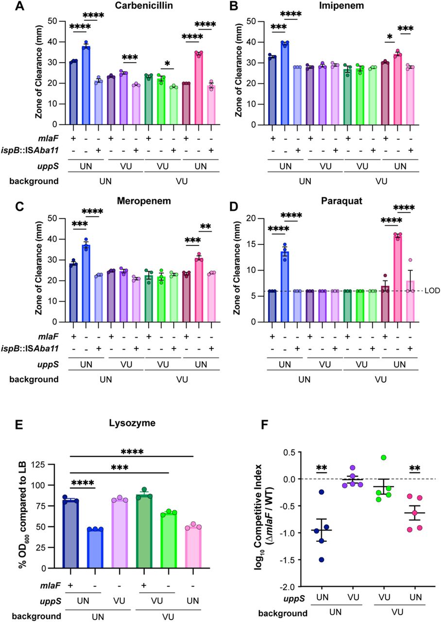 UppSUN confers greater susceptibility to antimicrobials and decreased virulence in a murine model of pneumonia in an ΔmlaF background.(A to D) Antimicrobial susceptibility of VU and UN WT and mutant strains was determined by a disk-diffusion assay measuring the zone of clearance. Data are representative of 3 experiments. n=3, data are mean ± SEM. Significance is by one-way ANOVA with Tukey’s multiple comparisons. Limit of detection (LOD) = 6 mm. (E) Lysozyme susceptibility of VU and UN WT and mutant strains at 12 h during growth with a final concentration of 1 mg/mL lysozyme. n=3, data are means ± SEM. Significance is by one-way ANOVA with Tukey’s multiple comparisons. (F) VU and UN WT and ΔmlaF strains with the intrinsic or opposite uppS allele were used to intranasally infect C57BL/6 mice in a 1:1 WT:mutant ratio. After 48 h post infection, the lungs were harvested and bacterial burdens were enumerated. n=5, normality of log10-transformed competitive index data was determined by the Kolmogorov-Smirnov test and significance competitive index was determined by a one sample t test compared to 0. * p < 0.05, ** p <0.01, *** p < 0.001, **** p < 0.0001.