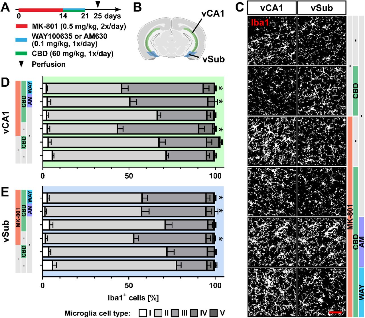 CBD reversed MK-801-induced microglia activation through 5-H1A and CB2 receptors in the hippocampus(A) Experimental protocol for pharmacological treatment with MK-801, WAY100635, or AM630 and CBD followed by perfusion and immunohistochemical analysis. (B) Schematic representation of the ventral CA1 (vCA1) and the ventral subiculum (vSub) of the hippocampus used for analysis [Created with BioRender.com]. (C) Representative view of Iba1+ microglia. Scale bar, 50 µm. (D-E) Relative number of microglia divided into five classes (resting microglia, type I-II; reactive microglia, type III-V) in the vCA1 (D) and vSub (E) regions. Data are represented as mean ± SEM and derived from N=7-8 mice. Each group was compared to the control group (*, p < 0.05). Details on statistical analysis can be found in Supplementary Table 1.