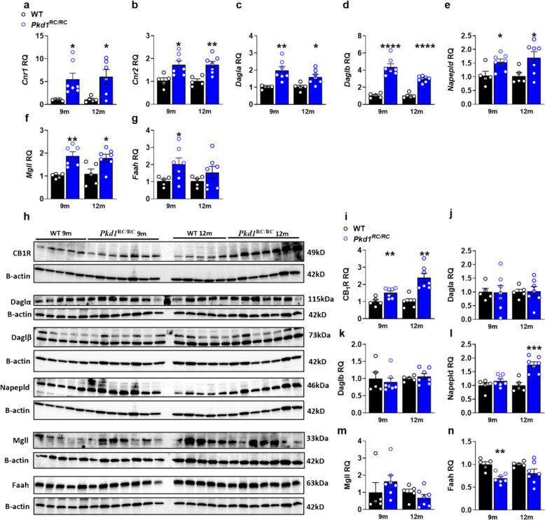 Temporal endocannabinoid system dysregulation during Pkd1RC/RC disease progression. a-g Quantitative PCR analysis of ECS-related genes across disease stages (9 and 12 months) showing progressive upregulation of Cnr1 a and Cnr2 b transcripts, with corresponding changes in ECS metabolic enzymes: Dagla c, Daglb d, Napepld e, Mgll f, and Faah g. h-n Western blot analysis and quantification of ECS proteins across disease stages, demonstrating sustained CB1R protein elevation at 9 and 12 months h, i, stable 2-AG-related enzyme proteins (DAGLα, DAGLβ, MGLL; h, j, k, m), and stage-specific changes in AEA-related enzymes including elevated NAPEPLD at 12 months (h, l) and reduced FAAH at 9 months (h, n). Data represent mean ± SEM from WT (n = 5) and Pkd1RC/RC (n = 6–7) per group per timepoint. Statistical analysis: unpaired t-test comparing Pkd1RC/RC to age-matched WT. Statistical significance: *p < 0.05, **p < 0.01, ***p < 0.001, ****p < 0.0001 versus WT