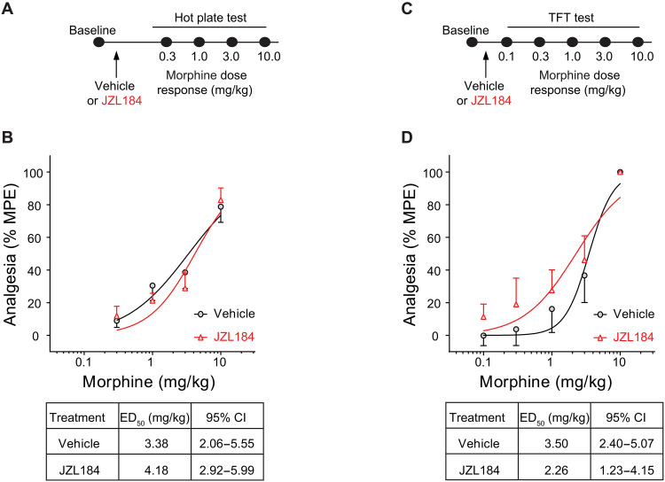 JZL184 has no effect on morphine analgesia.(A and C) Experimental timeline of acute systemic vehicle or JZL184 pretreatment before the morphine dose-response in the hot plate test (A) or the tail-flick test (C). (B and D) JZL184 pretreatment has no effect on morphine-induced analgesia during the hot plate test (B; two-way ANOVA, main effect of dose, F3,68 = 30.65, P < 0.001; vehicle, N = 9; JZL184, N = 10) or the tail-flick test (D; two-way ANOVA, main effect of dose, F4,60 = 22.17, P < 0.001; vehicle, N = 7; JZL184, N = 7). Error bars ± SEM.