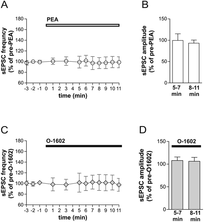 The stimulation of GPR55 receptor fails to alter striatal glutamatergic transmission. (A,B) The graphs show that PEA failed to alter the frequency (A) and amplitude (B ) of sEPSCs. (C,D) O-1602 also failed to affect glutamatergic transmission in terms of frequency (C) and amplitude (D).