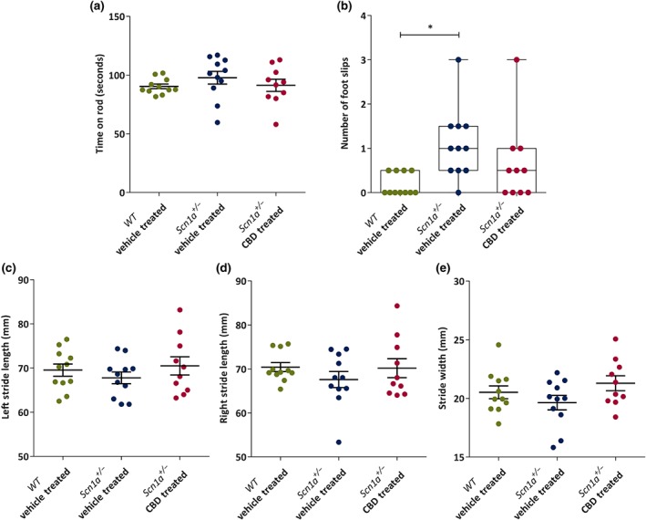 Dot plots or box and whisker plots showing chronic administration of CBD to Scn1a +/− mice on motor function and gait. (a) Mean time (seconds) spent on accelerated rotarod by the wild‐type (WT) vehicle‐treated (n = 11), Scn1a +/− vehicle‐treated (n = 11) and Scn1a +/− CBD‐treated (n = 10) groups. No difference was observed among the groups. (b) Median number of foot slips made in static beam test. CBD treatment had no adverse effect on foot slips. (c) There were no significant differences in mean left stride length (millimetres) (d) mean right stride length and (e) mean stride width among the groups. All the data are expressed as mean ± SEM except foot slips which are expressed as median, min to max and interquartile range (IQR). All data except foot slips were analysed by one‐way ANOVA with Holm–Sidak's post hoc test; foot slips data obtained from static beam test were analysed by Kruskal–Wallis test followed by Dunn's multiple comparison test; *P < .05; NS, not significant