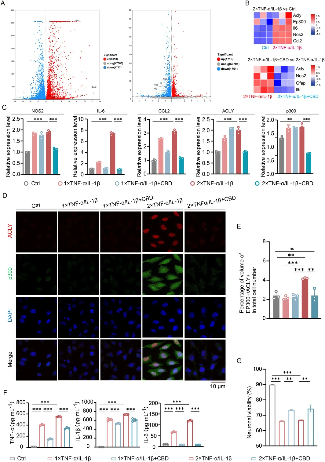 CBD inhibits ACLY+p300+ epigenetic memory astrocytes activation and attenuates their exacerbated pro‐inflammatory responses. (A) Transcriptomic volcano plots (left: 2 × TNF‐α/IL‐1β vs. control; right: 2 × TNF‐α/IL‐1β + CBD vs. 2 × TNF‐α/IL‐1β). (B) Heatmaps corresponding to panel A, highlighting representative genes (top: Acly, Ep300, Il6, Nos2, Ccl2; bottom: Nos2, Acly, Il6, Gfap). (C) qRT‐PCR analysis of pro‐inflammatory genes (Nos2, Il6, Ccl2, Acly, Ep300) across five groups. (D) Immunofluorescence staining of p300 and ACLY in astrocytes from five groups. (E) Quantification of p300 and ACLY immunofluorescence signals shown in panel D. (F) ELISA analysis of TNF‐α, IL‐1β, and IL6 levels across five groups. (G) Neuronal viability assay. Data are presented as mean ± SEM (n = 3). One‐way ANOVA with Tukey's post hoc test was used for statistical analysis; ns, not significant; **p < 0.01, ***p < 0.001.