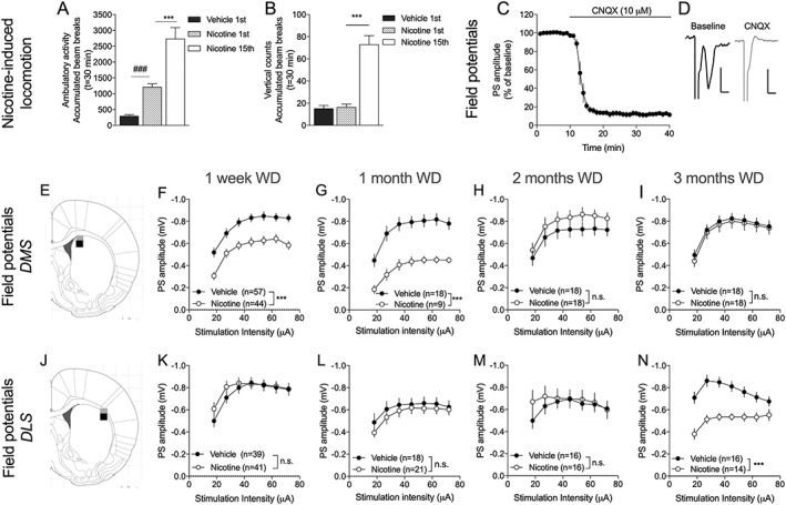 Nicotine produces behavioral sensitization and neurophysiological transformations. A, Nicotine significantly enhanced open‐field locomotion and repeated exposure produced behavioral sensitization. B, Rearing activity was not significantly enhanced by nicotine during the first exposure, but a significant increase in vertical movement was detected with repeated exposure. C, Electrophysiological field potential recordings demonstrated a robust depression elicited by the AMPA receptor antagonist CNQX on evoked field potentials. Calibration: 0.2 mV, 2 ms. D, Example traces show evoked PSs during baseline (black) and after CNQX perfusion (gray). Note that the prepulse remains while the PS disappears following CNQX perfusion. E, The black square represents the position of recording electrodes in the DMS, while the gray square shows the position of stimulation electrodes. F‐I, Field potential recordings revealed that brain slices from nicotine‐treated rats exhibited a depressed input/output function, which remained for 1 month after WD. J, The black square represents the position of recording electrodes in the DLS, while the gray square shows the position of stimulation electrodes. ‐N, Field potential recordings in the DLS showed no trend towards treatment effect with regards to input/output function during the first months of WD, but a significant depression arose with protracted abstinence. Data are mean values ± SEM. The number of animals is shown in A and B, while the numbers of recordings are displayed in F‐N. Individual datasets are based on at least five animals/treatment group. DLS, dorsolateral striatum; DMS, dorsomedial striatum; SEM, standard error of the mean; WD, withdrawal