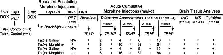 Experimental design depicted on a timeline. All Tat transgenic mice received DOX-containing chow for 3 months and were then subcutaneously (s.c.) injected with saline or morphine for 8 days, except for a separate set of mice that were PET imaged as control animals (no injections), which received DOX for 2 weeks. Body mass was recorded daily. On day 9 after morphine administration, mice were tested for baseline activity in the tail-flick and hot-plate assays. This was followed by four acute, cumulative s.c. morphine injections with a 20-min wait period after each injection before tail-flick responses to warm-water and hindpaw lick or lift to a heated hot-plate were tested. At the end of behavioral testing, animals were sacrificed immediately and brains were taken for immunohistochemistry and mass spectrometry analysis. Cytokine analyses were conducted on a separate set of animals. TF tail-flick assay, HP hot-plate assay, PET positron emission tomography, MS mass spectrometry, Cytokine cytokine analyses; n = mice per group