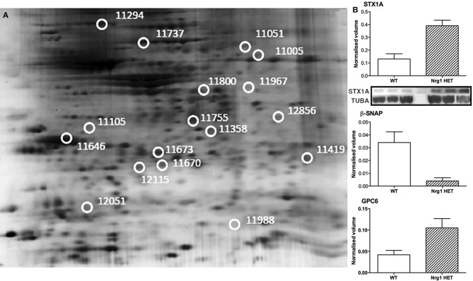 Adolescent hippocampal proteomics comparing adolescent vehicle-treated WT and Nrg1 HET mice. (A) Representative 2DE gel images showing positions of significantly altered protein spots [the horizontal axis split by isoelectric point, vertical axis split by molecular weight; STX1A (spot 11755); TPH1 (spot 11967); β-SNAP (spot 11358); SPARC (spot 11646); GPC6 (spot 11294)]; and (B) Exemplar normalized volumes of altered proteins i.e., STX1A, β-SNAP and GPC6. The inset for STX1A shows immunoblots against STX1A and loading control alpha-tubulin (TUBA), confirming greater expression of STX1A in Nrg1 HET versus WT mice.