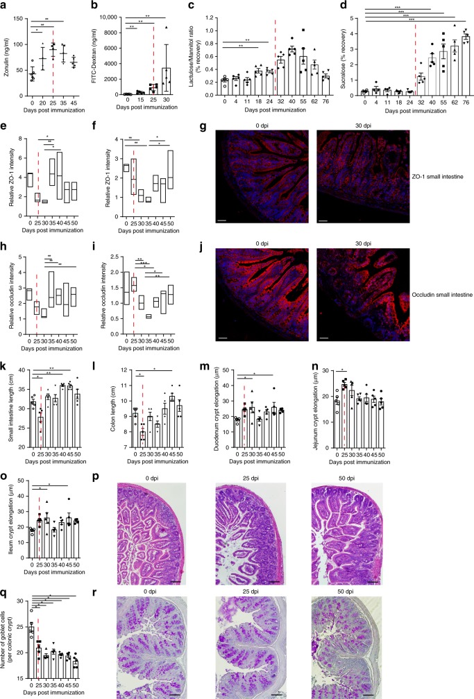 Zonulin upregulation, decrease in tight junction proteins and barrier dysfunction before onset of arthritis.a Time course of serum zonulin levels in mice induced for collagen-induced arthritis (CIA) (n = 5). b–d Time course of intestinal permeability assessed by b the serum FITC-Dextran, c lactulose/mannitol urine recovery ratio and d urine sucralose recovery ratio in mice induced for CIA (n = 5). e, f Quantification of ZO-1 (red) expression determined in histological sections of e the ileum (n = 6) and f the colon (n = 6) presented as floating bars (min to max) with line at median. g Representative microphotographs of ZO-1 (red) expression in small intestine. Size bar: 50 µm. h, i Quantification of occludin expression (red) in histological sections of h the ileum (n = 6) and i the colon (n = 6) presented as floating bars (min to max) with line at median with j representative microphotographs of occludin (red) expression in small intestine. Size bar: 50 µm. k, l Time course of the length measurement of k the small intestine and l the colon in mice induced for CIA. m–o Time course of m duodenal, n jejunal and o ileal crypt elongation with p representative H&E-stained sections from the ileum. Size bar: 200 µm. q Time course of goblet cell numbers in the colon and r representative PAS-stained sections from the colon. Size bar: 200 µm. Data are derived from two (b–j), three (a), or four independent (k–r) experiments and expressed as the mean ± s.d. Statistical difference was determined by one-way ANOVA. *p < 0.05; **p < 0.01; ***p < 0.001. Dashed red line: time point of clinical disease onset. Source data are provided as a Source Data file.