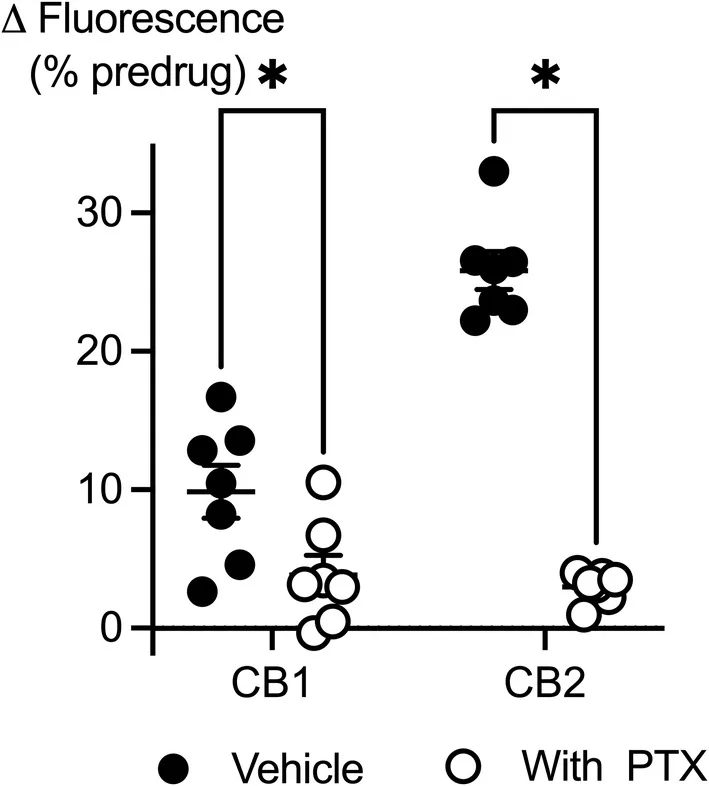 Effects of (+)‐CBD are mediated via pertussis toxin‐sensitive G proteins. AtT20 cells expressing CB1 or CB2 receptors were challenged with (+)‐CBD (30 μM) after overnight pretreatment with pertussis toxin (PTX, 200 ng.mL−1) or vehicle. The effects of (+)‐CBD were significantly (*) reduced by PTX (Student's unpaired t‐test, p < 0.05). Each dot represents one independent experiment performed in duplicate; bars indicate mean ± SEM (n = 7).