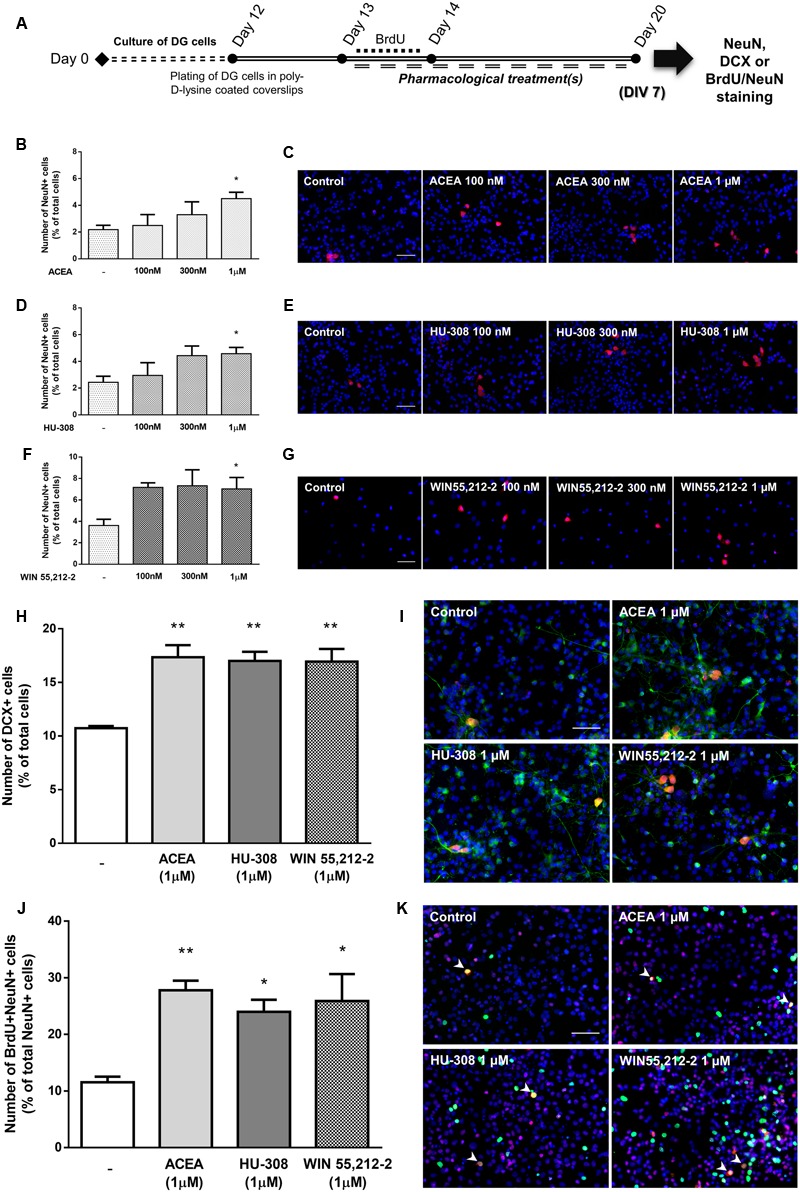 Selective and non-selective CBR activation induces DG neuronal differentiation. (A) Schematic representation of the experimental protocol. Day 0 represents the day of cultures; at Day 12 DG neurospheres were plated for 24 h and at Day 13 cells were exposed to pharmacological treatments for further 7 days (Day 20); for a subset of experiments BrdU was added for 24 h at Day 13. (B,D,F,H,J) Bar graphs depict the number of NeuN-positive cells expressed as percentage of total cells (B, D, F), of DCX-positive cells expressed as percentage of total cells (H) and of BrdU/NeuN-positive cells expressed as percentage of total NeuN-positive cells (J) per culture. Data are expressed as mean ± SEM. n = 3–10. ∗p < 0.05, ∗∗p < 0.01, using Dunnett’s multiple comparison test. (C–K) Representative fluorescent digital images of NeuN+ (red) cells (C–G); DCX+ (green), NeuN+ (red) cells (I); BrdU+ (green), NeuN+ (red) cells (K). Hoechst 33342 staining in blue, arrowheads indicate BrdU/NeuN-positive cells. Scale bars = 50 μm.