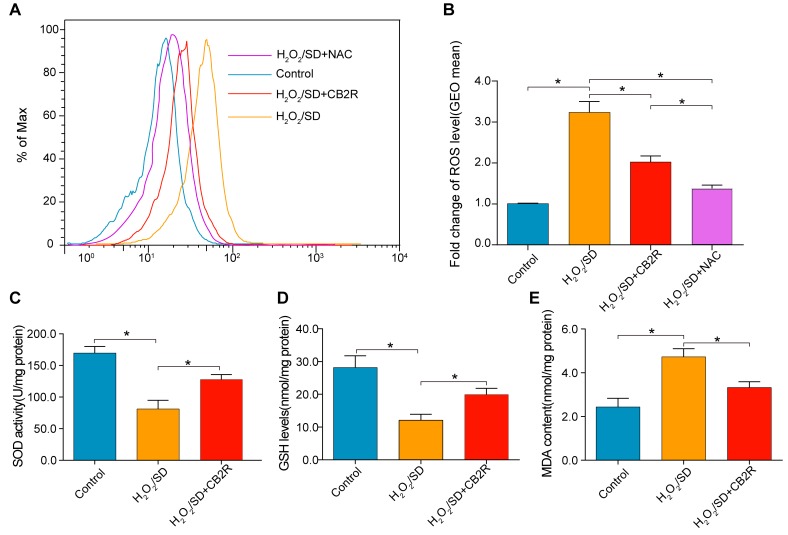 CB2 agonist decreased oxidative stress levels in AD-MSCs subjected to H2O2/SDA. Flow cytometry analysis of ROS production in AD-MSCs after indicated treatment, n = 3. B. Quantitative analysis of A., C.-E. The SOD, GSH, and MDA level determined by respective commercially available assay kit. n = 3-6. *P < 0.05 between indicated groups.