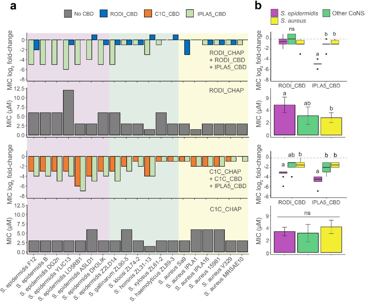 Impact of staphylococcal CBDs on the activity spectrum of EADs. (a) MIC values (grey bars) for the EADs RODI_CHAP (upper charts) and C1C_CHAP (lower charts) and log2 fold-change of the MIC for fusions of each of the EADs with their original CBD or with IPLA5_CBD with respect to the MIC of the EADs alone. Absolute MIC values can be consulted in Supplementary Table S1. The background shades indicate the different bacterial species. (b) Summaries of the data presented in (a) with the datapoints grouped by bacterial class (S. epidermidis, other CoNS or S. aureus). Statistically significant differences were tested between such bacterial groups using the Kruskal-Wallis test plus the Dunn test with Bonferroni adjustment for multiple comparisons. Boxplots or bars marked with different letters are significantly different to each other for a significance level of 0.05 (ns = non-significant difference).