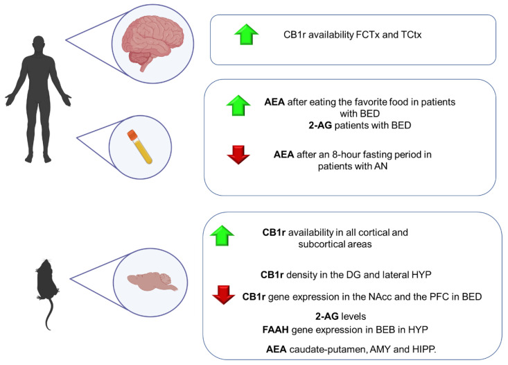 Main findings regarding the alterations of the ECS components in animal models and patients with eating disorders. 2-AG: 2-arachidonoylglycerol; AEA: anandamide; CB1r: cannabinoid receptor 1; CNR1: gene encoding CB1r; HIPP: hippocampus; HYP: hypothalamus; BED: binge eating disorders; AN: Anorexia nervosa; DG: dentate gyrus; Nacc: nucleus accumbens; PFC: prefrontal cortex; FCTx: frontal cortex, TCtx: temporal cortex; BEB: binge eating behavior.