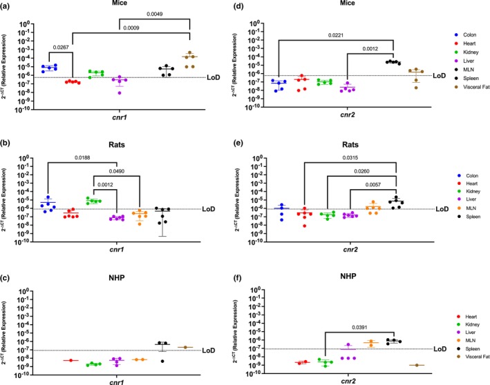 Both Canonical ECS Receptors Are Present In The Spleen Of Mice, Rats, and NHP. Relative expression of cnr1 and cnr2 was determined using qPCR from the colon, heart, kidney, liver, MLN, spleen, and visceral fat from mice, rats, and NHP. (a) In mice, we detected cnr1 mRNA in the colon, kidney (4/5 mice), liver (2/5 mice), spleen, and visceral fat, having the highest levels in the latter. Significant differences were found in the levels of expression between the colon and the heart, as well as among the visceral fat and the levels of expression in the heart and the liver. (b) Cnr1 was detected in partial samples of the rat model colon (4/6 rats), heart (1/6 rats), kidney, and spleen (1/6 rats), having statistically higher levels of expression in the kidney when compared to the heart, liver, MLN, and spleen. (c) In NHP, cnr1 mRNA was detected in the spleen (2/3 rhesus) and visceral fat at comparable levels. (d) Cnr2 was detected only in the spleen and visceral fat (4/5 mice), at comparable levels. The spleen had statistically significantly higher levels as compared to the colon, heart, kidney, and liver. (e) Cnr2 was detected in the colon (2/4 rats), heart (1/6 rats), MLN (4/6 rats), and spleen of rats. (f) In NHP, cnr2 mRNA was detected in the liver (1/4 rhesus), MLN, and spleen. Detection levels were significantly higher in the spleen when compared to the heart, kidney, and liver, but with significant differences when compared to the liver (1/4 rhesus), kidney, and heart. Data are represented as the mean ± SD.