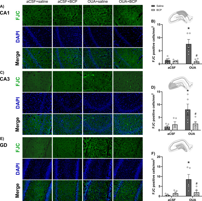 BCP reduces OUA-induced neurodegeneration in hippocampal subfields. A–F Representative photomicrographs and quantification of FJC-positive cells in the hippocampal CA1 (A, B), CA3 (C, D), and dentate gyrus (DG; E, F) regions. FJC staining (green) identifies degenerating neurons, and nuclei were counterstained with DAPI (blue). Insets show the corresponding hippocampal regions analyzed. Data are expressed as mean ± standard error of the mean (SEM); n = 5 animals per group. *p < 0.05 vs. aCSF + Saline; #p < 0.05 vs. OUA + Saline (two-way ANOVA followed by Tukey’s post hoc test). Scale bar = 50 μm