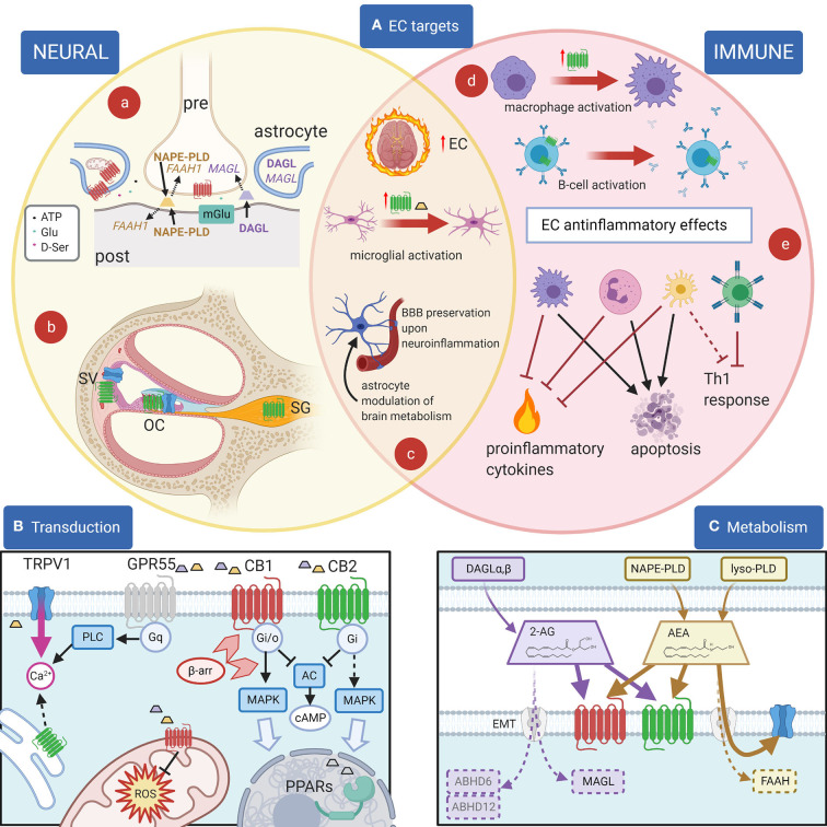 EC and their effects. (A): Principal EC targets in neural and immune systems, and in the cochlea. (a) In most brain areas, 2-AG (purple) is synthetized by DAGL-α in neuronal dendrites and somata and catabolized by MAGL in presynaptic terminals, where CB1R (red) are also present. 2-AG is produced postsynaptically in a Ca2+-dependent way upon activation of metabotropic receptors (blue) and inactivated presynaptically near its target (1). For AEA (yellow), on the other hand, the biosynthetic enzyme NAPE-PLD is both pre- and postsynaptic, and the catabolic enzyme FAAH-1 is predominantly postsynaptic (1). Astrocytes are also involved in synaptic effects through an EC modulation of gliotransmission, and in addition EC effects on astrocyte mitochondria contribute to neuronal metabolism regulation. (b) In the cochlea, CB2R (green) are found in the organ of Corti (OC), basal cells of the stria vascularis (SV) and spiral ganglion (SG), whereas TRPV1 channels (blue) are found in the organ of Corti and marginal cells of the stria vascularis. (c) During neuroinflammation, several changes are seen in the EC system. The overall EC production increases. Activated microglia increases AEA production (yellow trapezoid) and CB2R expression (green). Astrocytes become activated and BBB is affected (both effects are counteracted by EC responses). (d) Cell activation may change CB2R expression as in macrophages (purple) (2) or CB2R subcellular localization as in B lymphocytes (blue) (3). (e) Anti-inflammatory EC responses in immune cells include the block of Th1 responses due to direct effects on T cells (green) and indirect effects on dendritic cells (yellow), apoptosis induction on several cell types, and the inhibition of proinflammatory cytokines and factors. (B): Principal EC receptors and their main intracellular pathways. Both 2-AG (purple trapezoid) and AEA (yellow trapezoid) act on CB1R and CB2R, which are class A GPCRs (4) coupled to Gi/o G-proteins (5, 6), reducing cAMP concentration (7). β-Arrestin binding (light red arrowheads) induces CBR internalization and switches receptor coupling, especially for CB1, also activating MAP kinase pathways (8–10) linked to nuclear effects (large light blue arrow). MAPK pathways are also activated through Gi βγ action (dotted line), both by CB1R and by CB2R (11). Functional CBRs have been also found in intracellular compartments such as the outer mitochondrial membrane (12), where they modulate cell energetic balance (13), and ROS production (14) or endoplasmic reticulum, where they may induce Gq-related Ca2+ release from intracellular stores (3). Moreover, ECs or related lipids activate nuclear PPARs (15). TRPV1 channels are often colocalized with CB1R and/or CB2R and activated by cytoplasmic ECs (16), increasing cytosolic Ca2+. Finally, orphan receptors may activate other pathways, e.g., GPR55 is linked to Gq-PLC and therefore contributes to cytosolic Ca2+ increase. Most cells only express a subset of these pathways. (C): Metabolism of 2-AG and anandamide (AEA). 2-AG (purple) is produced from DAG by DAG lipases (DAGLα and β). Biosynthesis of AEA (yellow) is more complex and may involve hydrolysis of NAPE membrane phospholipids by NAPE-PLD (which directly generates AEA) or sequential action of several enzymes (not shown), followed by a lyso-PLD (17). Although lipophilic, ECs have membrane transport mechanisms (EMT, light gray) (18). EC binding sites on CB1 (red) and CB2 (green) are extracellular, whereas on TRP channels (blue) the site is intracellular. Degradation of AEA is mainly due to FAAH, whereas 2-AG is primarily degraded by MAGL, and less by ABHD6 and ABHD12 (19). Created with Biorender.