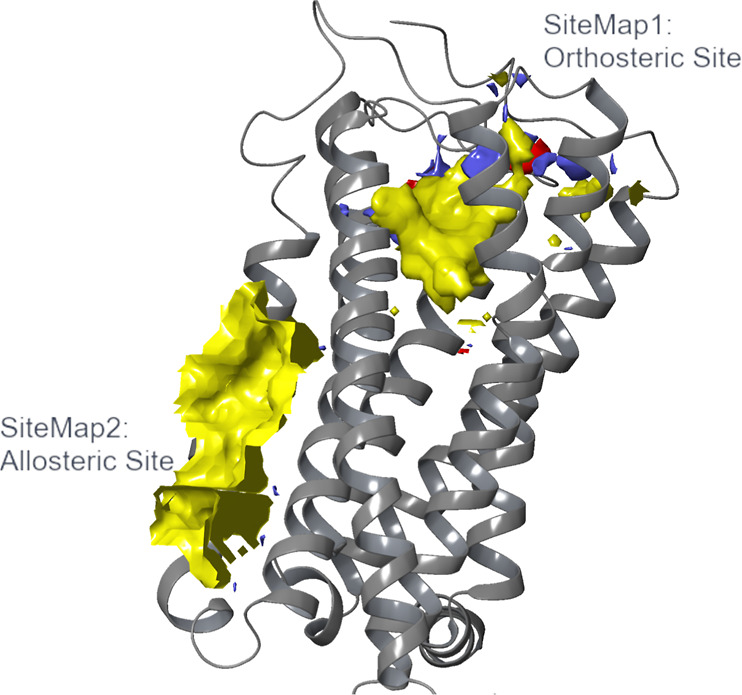 Visual surface of the putative CB2 allosteric site. SiteMap1 overlaps with the orthosteric binding site where the co-crystalized ligand, AM10257, was bound (PDB ID:5ZTY).31 SiteMap2 is a putative extrahelical allosteric pocket on the CB2 receptor with predominant hydrophobic properties, as demonstrated by the yellow surface. The figure was generated in Maestro.35