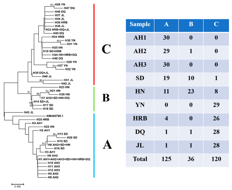A Neighbor-Joining tree showing the phylogenetic relationships among the 48 haplotypes of mitochondrial COI gene of Psylliodes attenuata from China. The haplotype numbers (e.g., H1) correspond to those described in Table 1. The letters (and numbers in certain circumstances) following the haplotype number represent geographic distributions of each haplotype. A, B, and C are three large COI haplotype groups and their summary geographic distributions are listed in the table to the right.