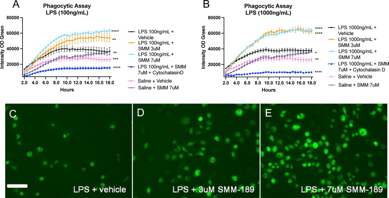 Modulation of CB2 with SMM-189 increases RAW264.7 macrophage phagocytosis after an inflammagen challenge.Quantification of GFP fluorescent intensity in RAW264.7 macrophage cultures challenged with either 100ng/mL (A) or 1000 ng/mL (B) lipopolysaccharide and pre-treated with SMM-189 or vehicle and 24 hours later incubated with pHrodo green E. coli. Treatments are analyzed across time using a one-way ANOVA with Dunnett’s multiple comparisons test. Data are representative of 2 separate experiments. Representative GFP images of fluorescent pHrodo green E. coli at 12 hours for 100ng/mL LPS + vehicle (C), 100ng/mL LPS + 3uM SMM-189 (D), 100ng/mL LPS + 7uM SMM-189 (E) conditions. *p<0.05, **p<0.01, ***p<0.001, ****p<0.0001