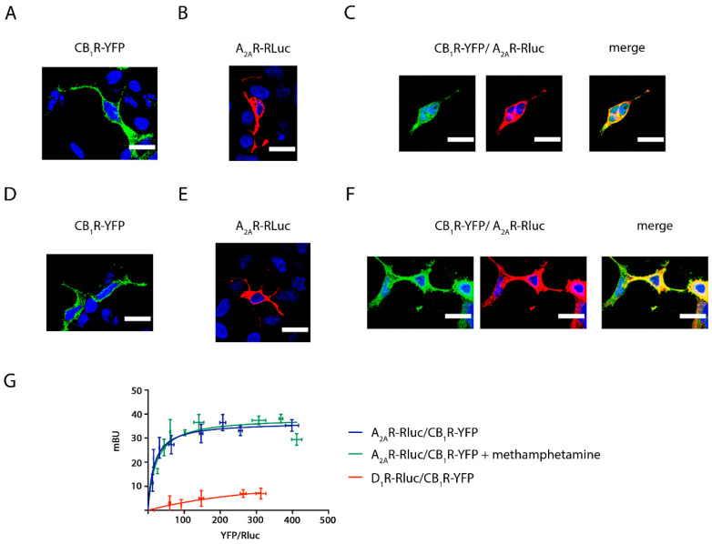 The effect of methamphetamine on A2AR–CB1R colocalization and receptor–receptor interaction. Confocal microscopy images were obtained in HEK-293T cells transfected with 0.5 μg cDNA coding for CB1R-YFP (A,D), with 0.5 μg cDNA for A2AR-Rluc (B,E) or with 0.5 μg cDNA for both CB1R-YFP and A2AR-Rluc (C,F). Cells were treated with 1 μM methamphetamine (D–F) or vehicle (A–C) for 1 h. Receptors fused to Rluc (red) were identified by immunocytochemistry and receptors fused to YFP (green) were identified by their own fluorescence. Colocalization is shown in yellow. Nuclei were stained with Hoechst (blue). Images are taken near the surface of the slide to observe a higher portion of the plasma membrane. Scale bars: 20 μm. (G): Bioluminescence Resonance Energy Transfer (BRET) assays were performed in HEK-293T cells transfected with a constant amount of the cDNA coding for A2AR fused to Rluc (1 μg) or the cDNA coding for D1R fused to Rluc (0.5 μg to 4.5 μg) (red line) and increasing amounts of the cDNA coding for CB1R fused to YFP (0.5 μg to 4.5 μg). Transfected cells were treated (green dots) or not (blue dots) with 1 μM methamphetamine. BRET is expressed as milli BRET units (mBU) and is given as the mean ± SEM of 8 different experiments grouped by amount of BRET acceptor.