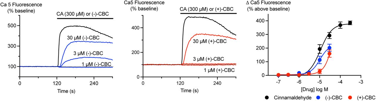 Activation of TRPA1 by cannabichromene isomers.HEK293 cells expressing TRPA1 receptors were challenged with (−)-CBC, (+)-CBC and cinnamaldehyde (CA). Ca5 dye was used to measure changes in intracellular Ca. A) Representative traces showing that application of 300 µM cinnamaldehyde (CA) produced a sustained increase in fluorescence, with smaller responses to 30 and 3 µM (−)-CBC. B) Representative traces from cells where (+)-CBC was applied, again 30 µM produced a smaller change in intracellular Ca than CA, and 3 µM (+)-CBC was largely without effect. C) Concentration-response curves for (−)-CBC, (+)-CBC and CA showing the maximum change in fluorescence produced by each drug. Each point represents the mean ± s.e.m. of at least 6 independent experiments, performed in duplicate.