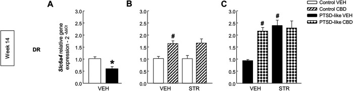 Relative gene expression analyses of serotonin transporter (Slc6a4) in the dorsal raphe nucleus (DR) by real time PCR at week 14. Comparative analysis between control and PTSD-like vehicle (VEH)-treated mice of the relative gene expression of Slc6a4 (A) in the DR. Effects of CBD (20 mg/kg) and/or STR (10 mg/kg) administration, or its corresponding VEH, on the relative gene expression of Slc6a4 in the DR of control (B) and PTSD-like (C) mice. Columns represent the means and vertical lines ± SEM of 2-∆∆Ct. *, Values from PTSD-like mice that are significantly different from control mice (Student’s t-test, Slc6a4: p < 0.001). #, Values from CBD- or STR-treated mice that are significantly different from VEH-treated mice (Two-way ANOVA, p < 0.05). Mice exposed to the PTSD-like model: N(VEH) = 10, N(CBD) = 9, N(STR) = 9, N(CBD plus STR) = 10; control mice: N(VEH) = 10, N(CBD) = 9, N(STR) = 9, N(CBD plus STR) = 10.
