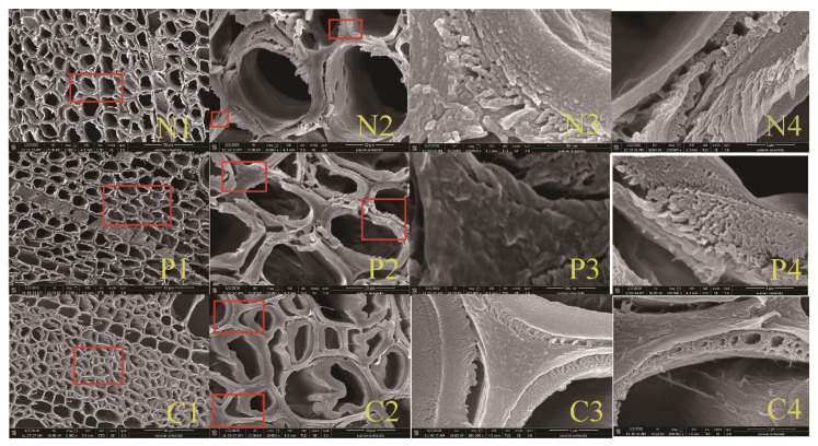 Scanning electron micrographs of cross sections cut from hemp hurd samples with no treatment (N1, N2, N3, and N4), exposed to pectinase for 30 (P1, P2, P3, and P4), or cellulase for 60 min (C1, C2, C3, and C4) and increasingly higher magnifications of the same fields.