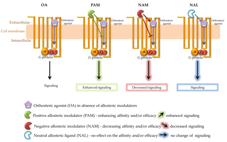 Schematic presentation of the effect of different GPCR allosteric modulators on the orthosteric ligand function. Orthosteric agonist (OA) binds to GPCR leading to a conformation change that activates a signal cascade. In the presence of (OA) upon binding of (PAM) to the allosteric site of GPCR, a change in receptor conformation leads to enhanced receptor signaling through increased potency, affinity and/or efficacy of the orthosteric agonist. (NAM) works opposite to PAM, i.e., it reduces the affinity and/or efficacy of the orthosteric agonist at the receptor and leads to a decrease in receptor signaling. In the case of (NAL), no change in signaling is observed.